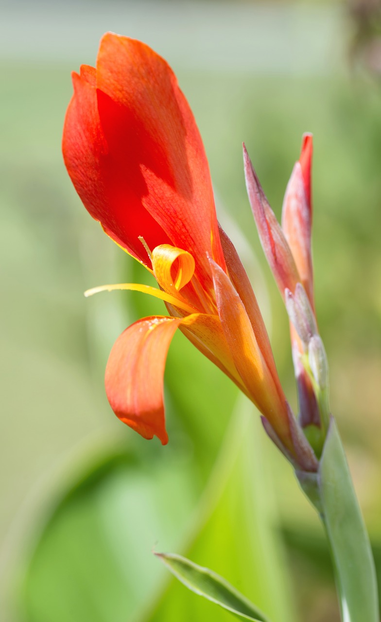 flower macro natural free photo