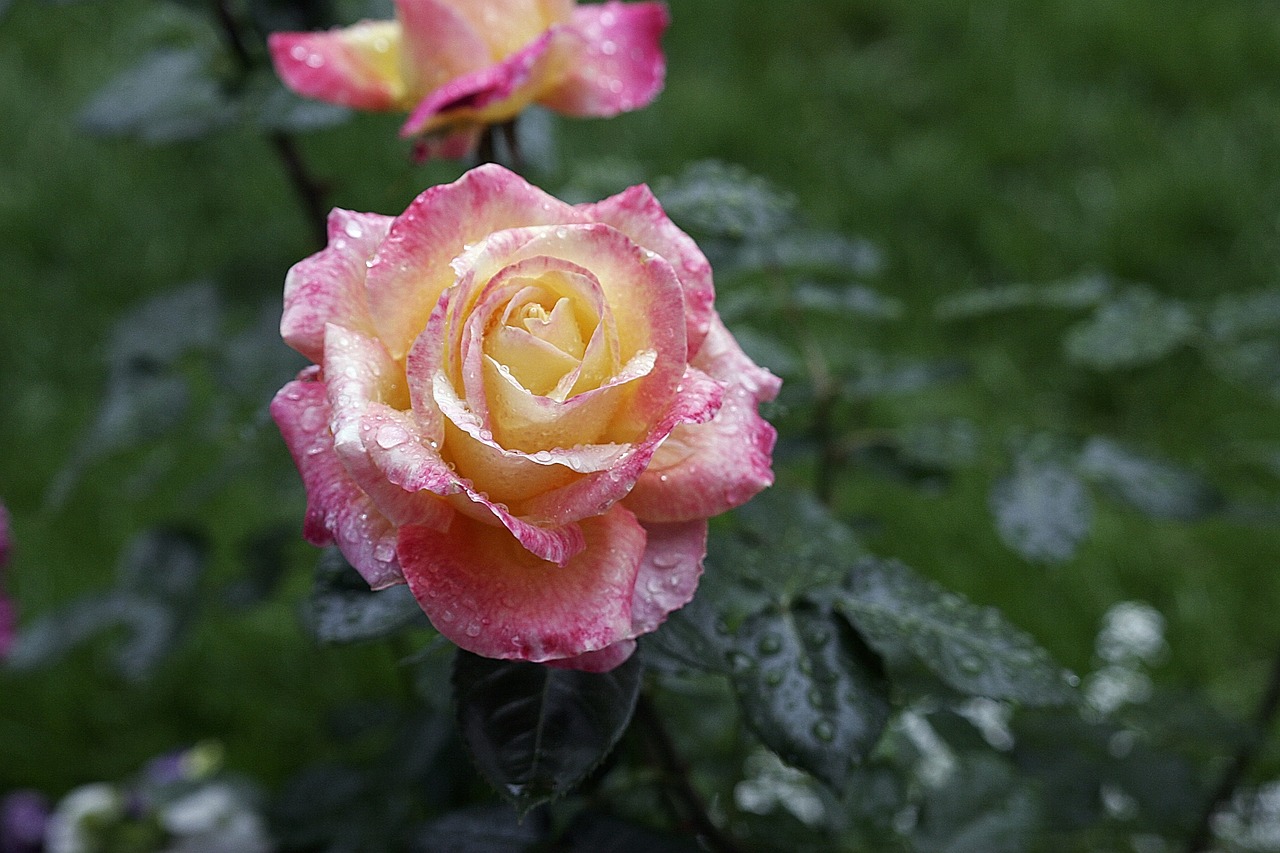 flower rose yellow free photo