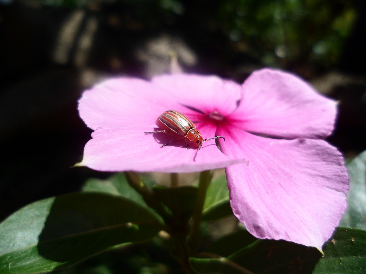 flower insect macro free photo