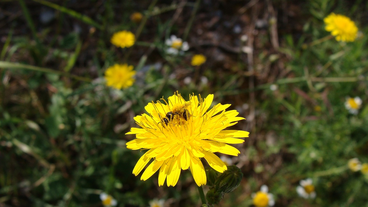 flower yellow nature free photo