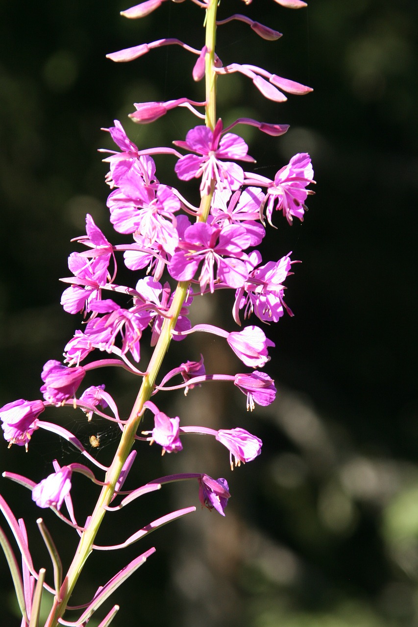 flower mountain summer free photo