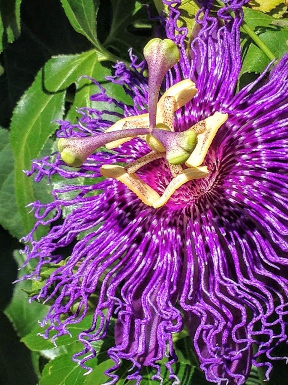 passionflower flower bloom free photo