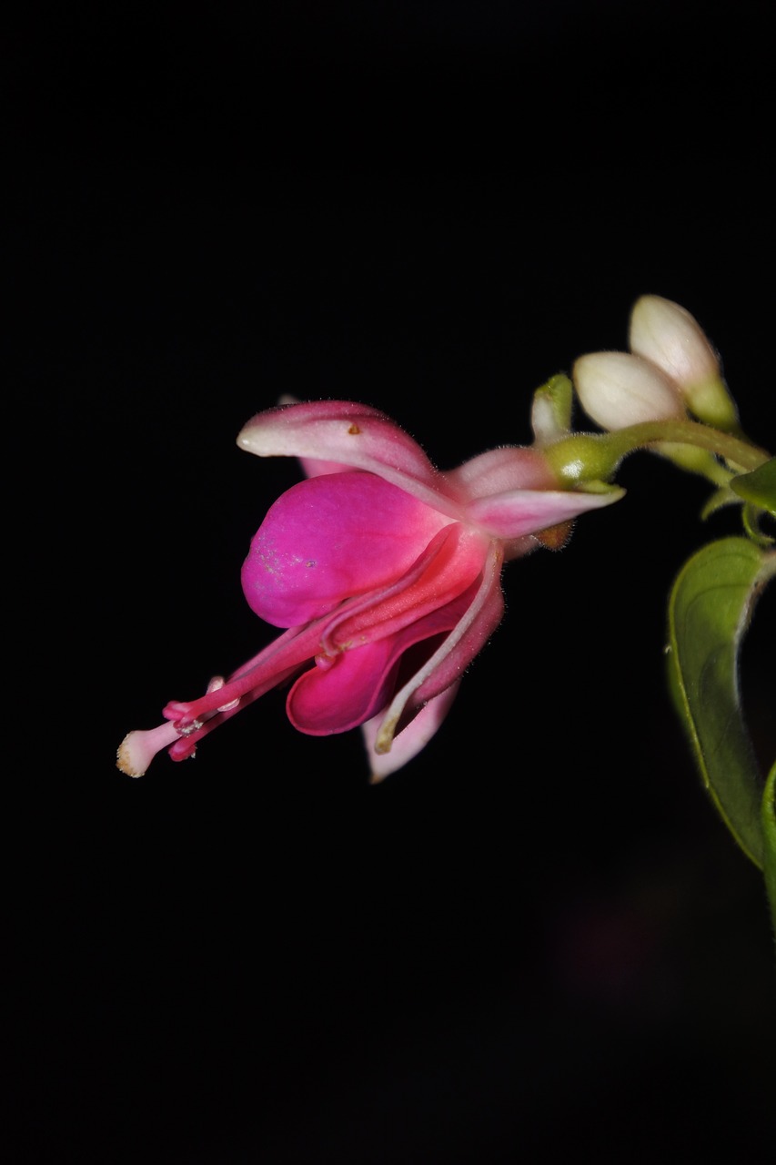 flower bud nature free photo