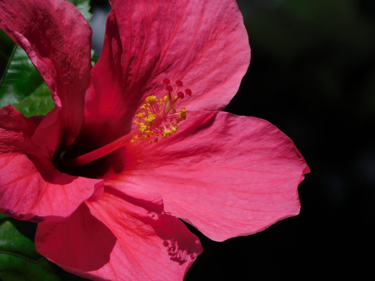 flower hibiscus plant free photo