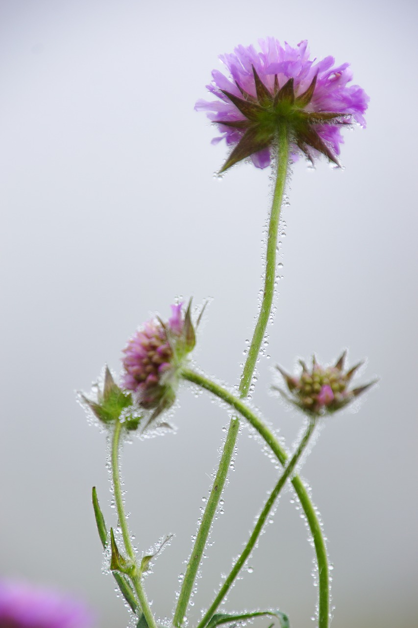 flower grass nature free photo