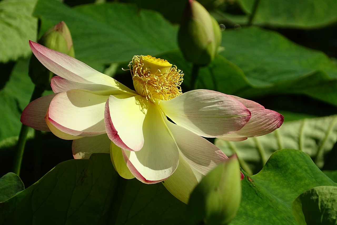 flower lotus plant free photo