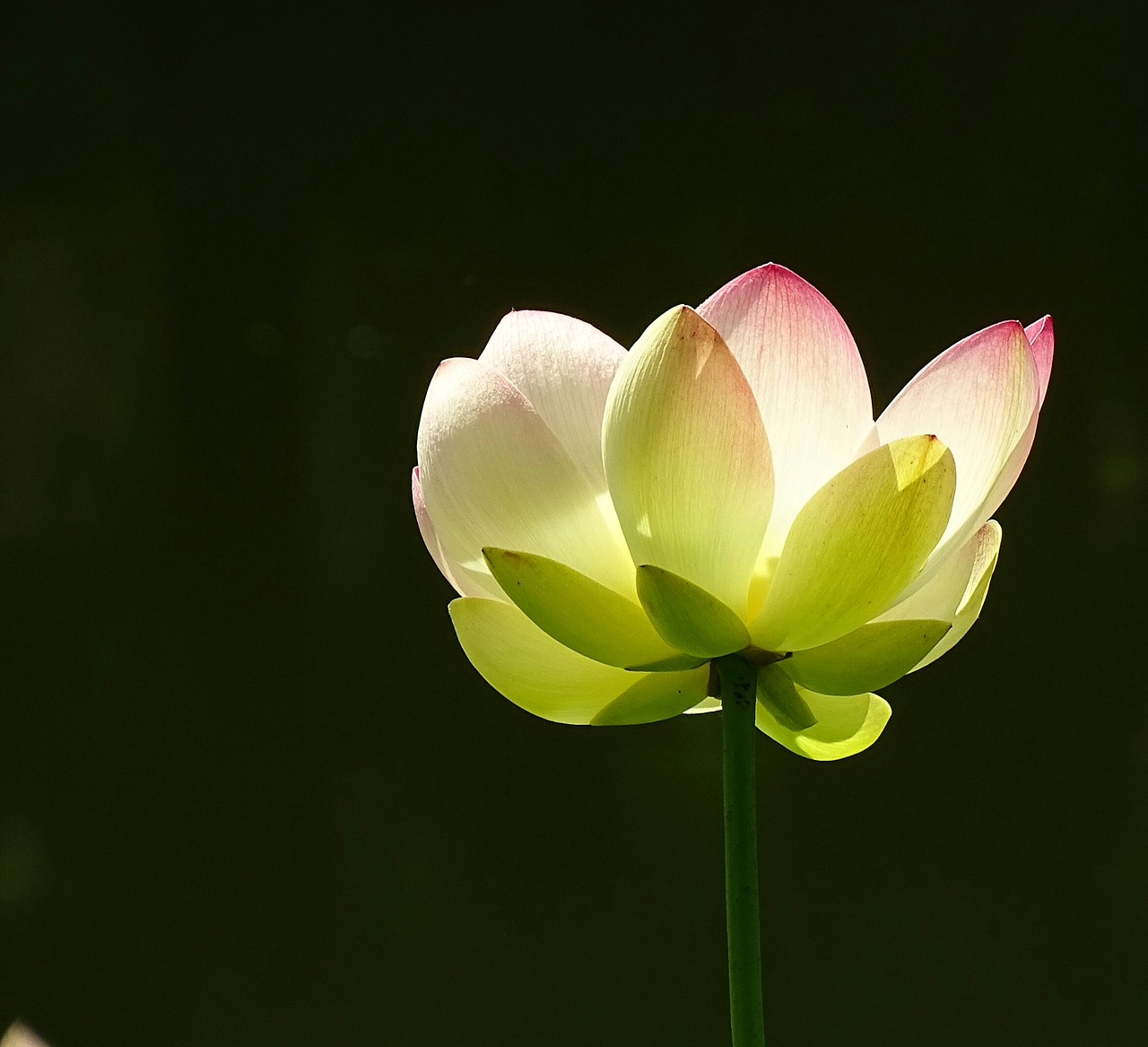 flower lotus plant free photo