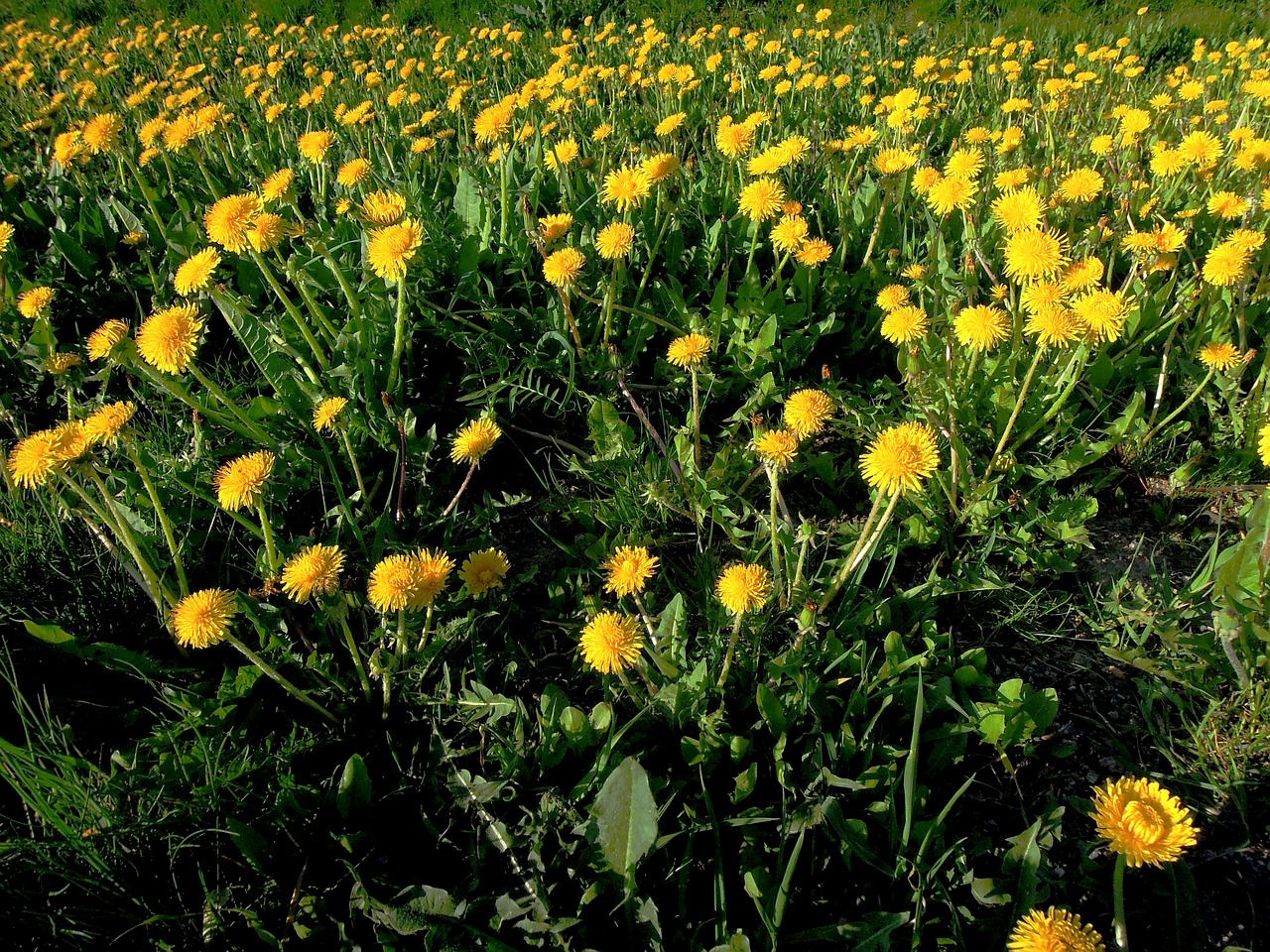 flower yellow spring free photo