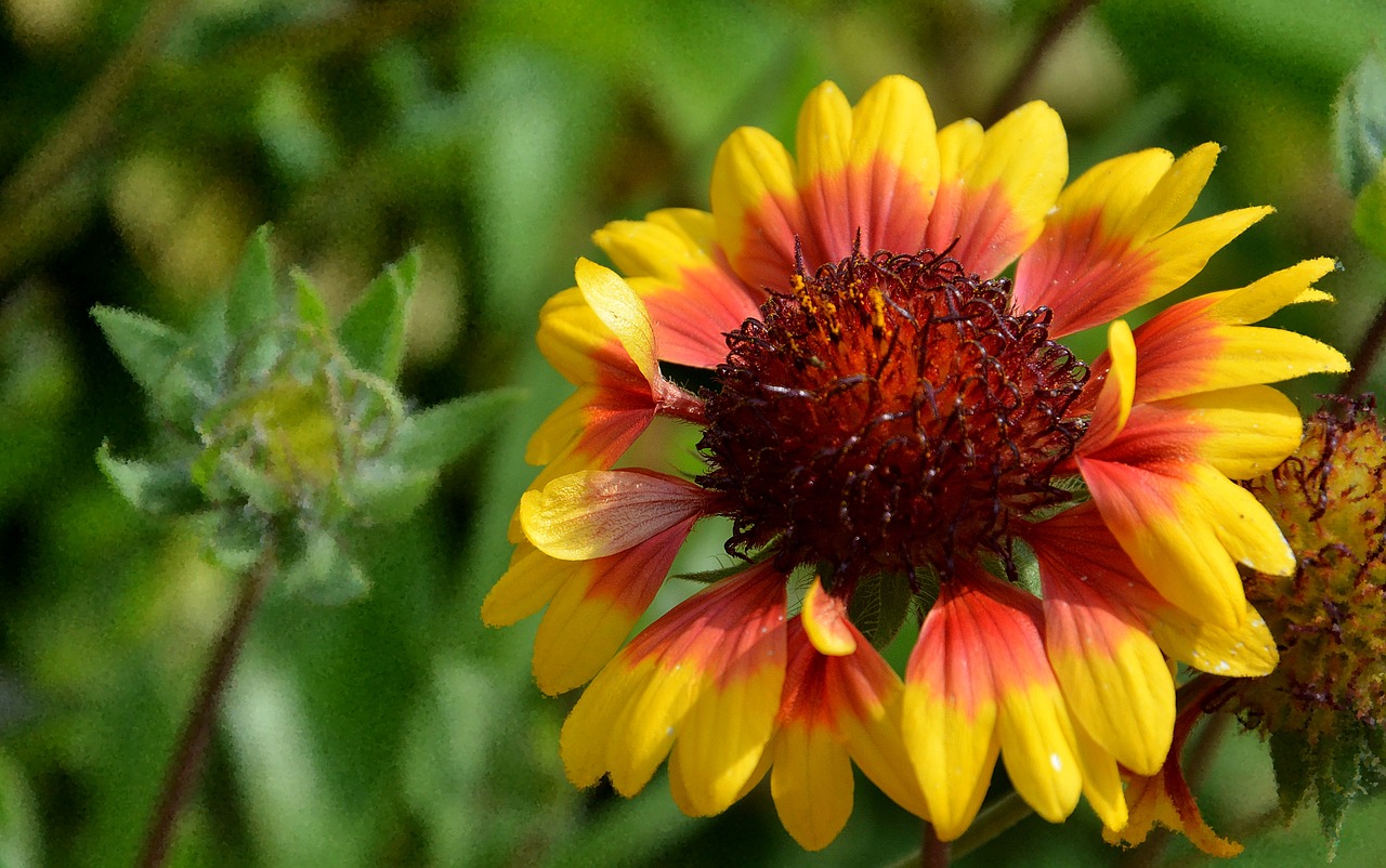 flower summer yellow free photo