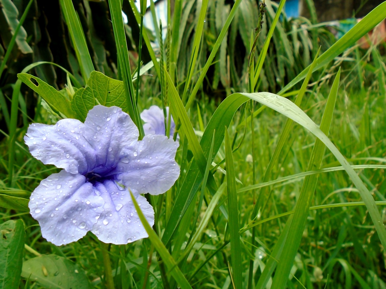 flower leaf natural free photo