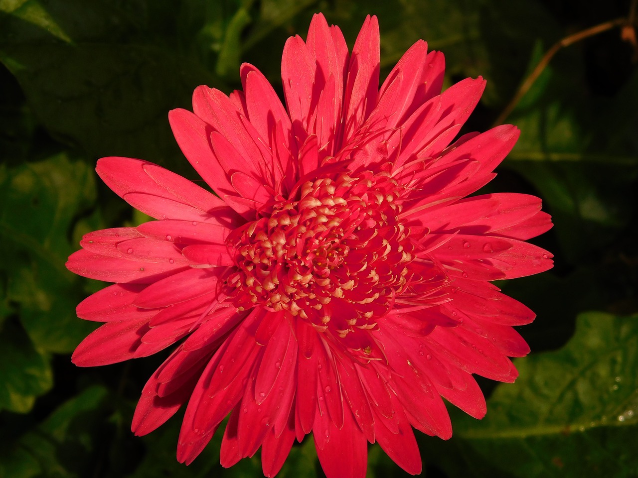 flower red green free photo