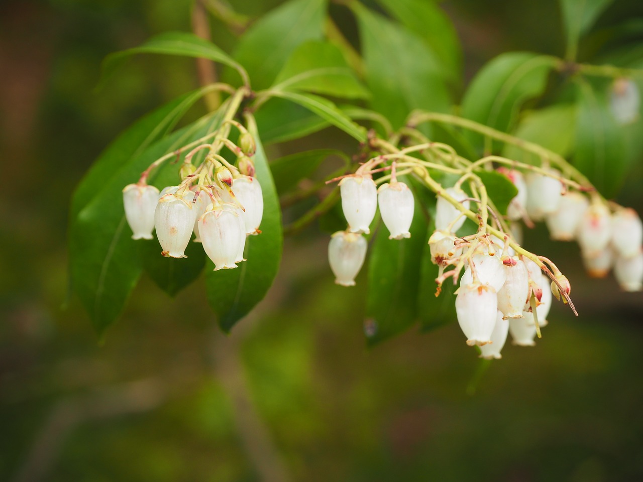 flower japan n free photo