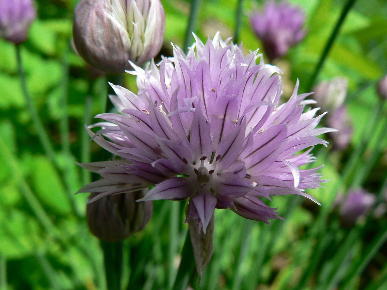 flower garden purple free photo