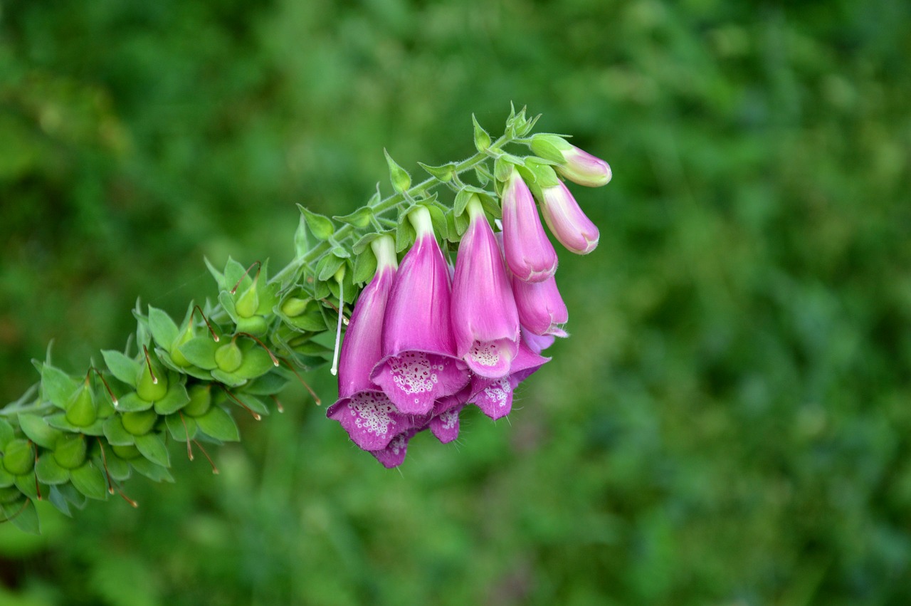 digitalis flowers foxglove flowers purple free photo