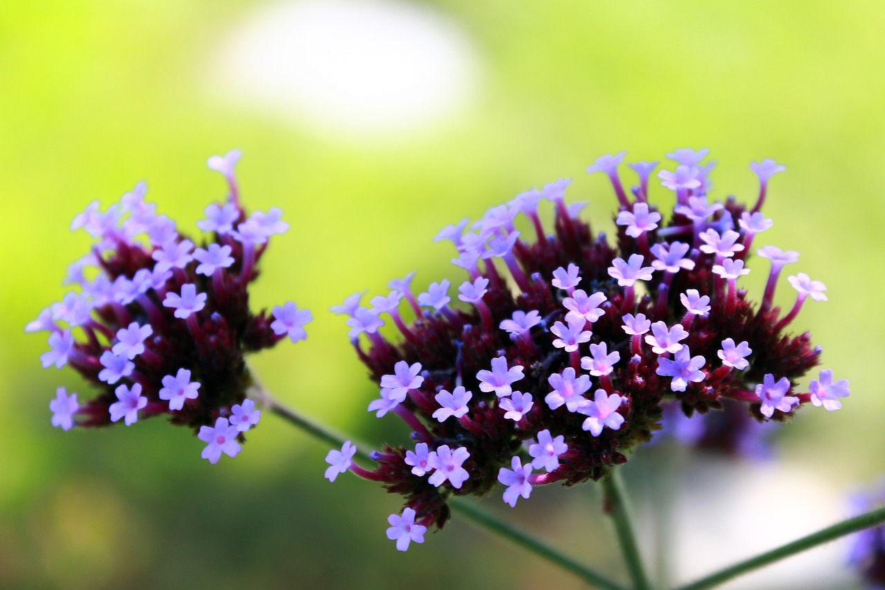 flower purple close free photo