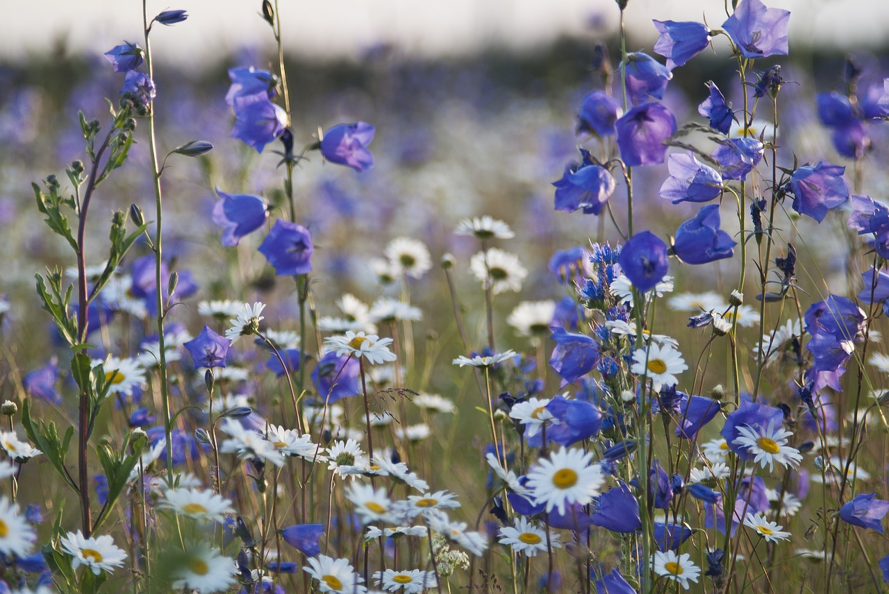 flower summer nature free photo