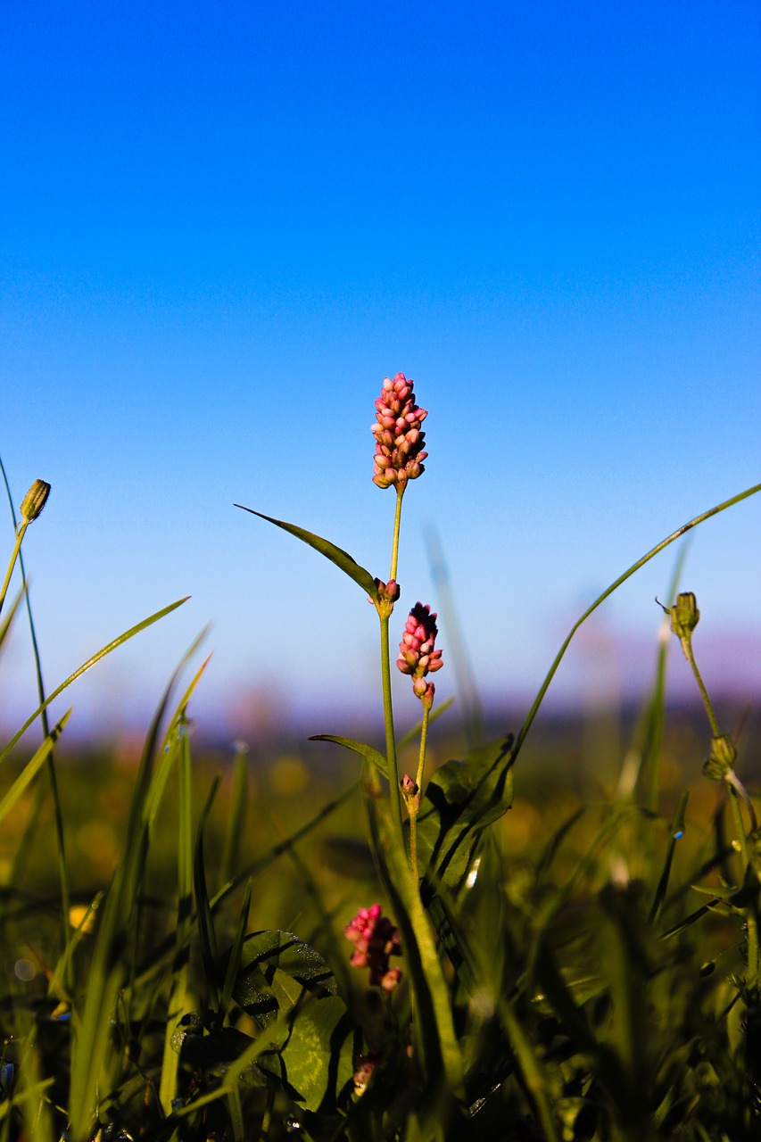 flower nature summer free photo