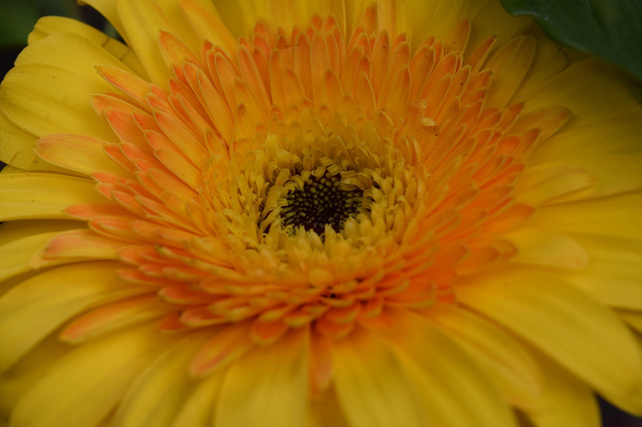 flower yellow nature free photo