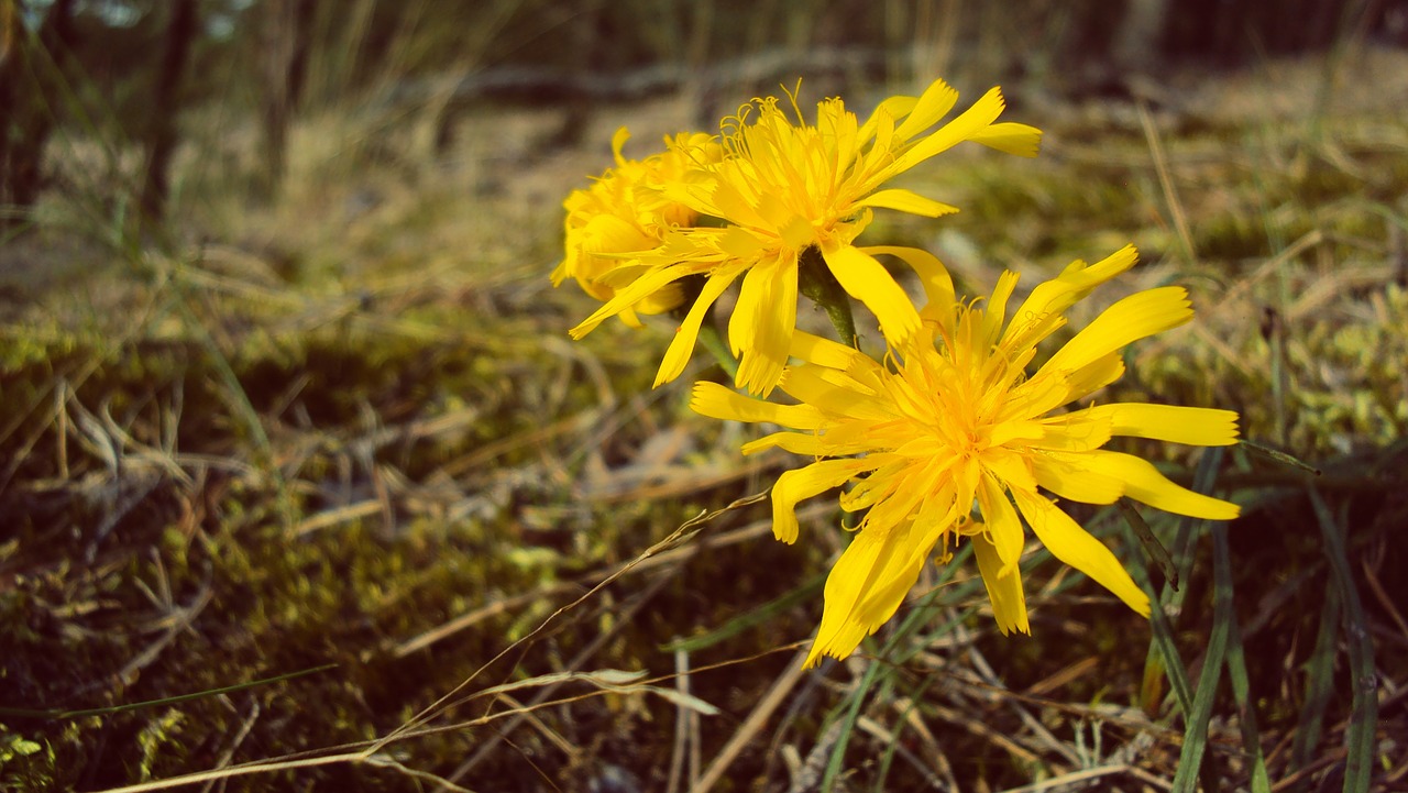 flower nature yellow free photo