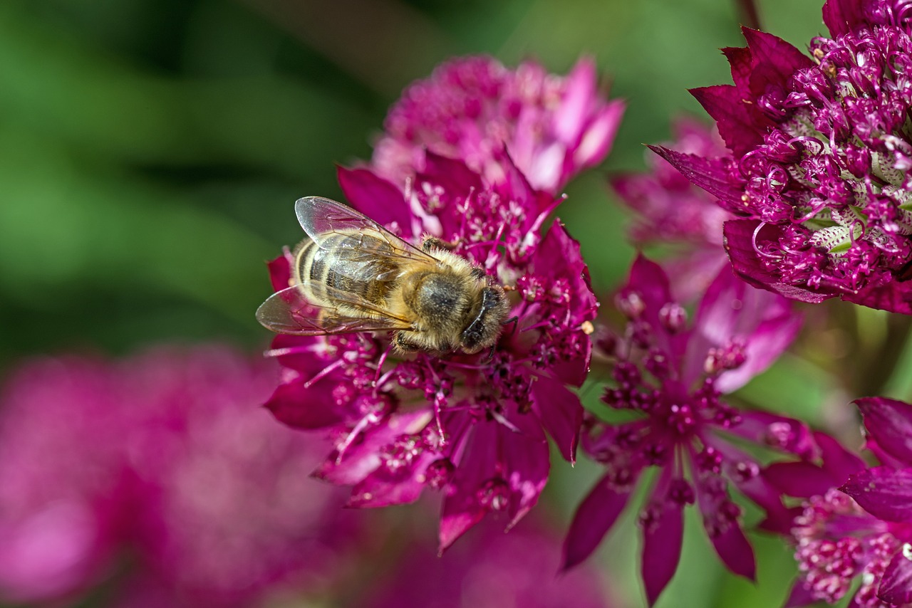 flower purple bee free photo