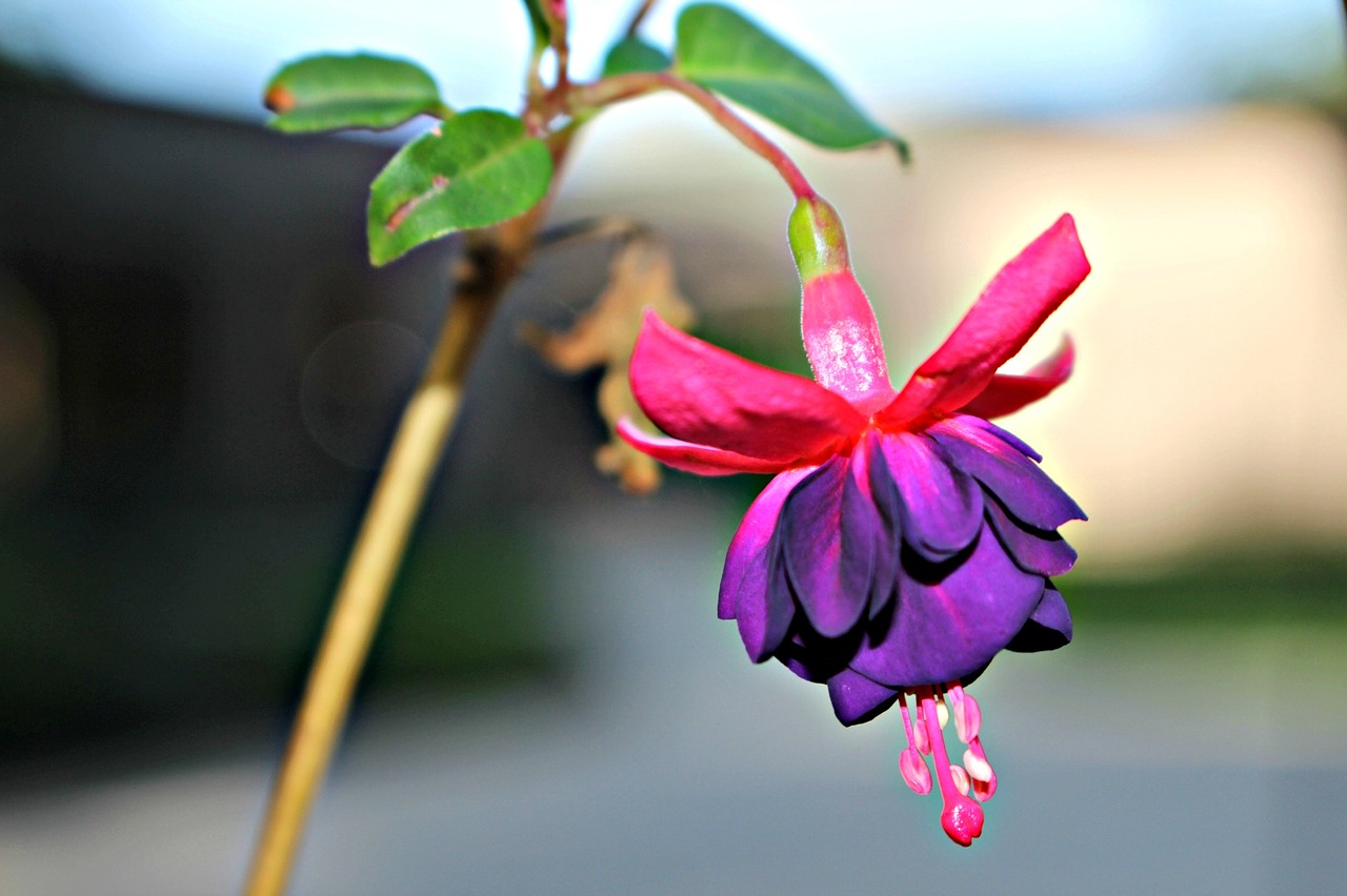 flower garden purple free photo