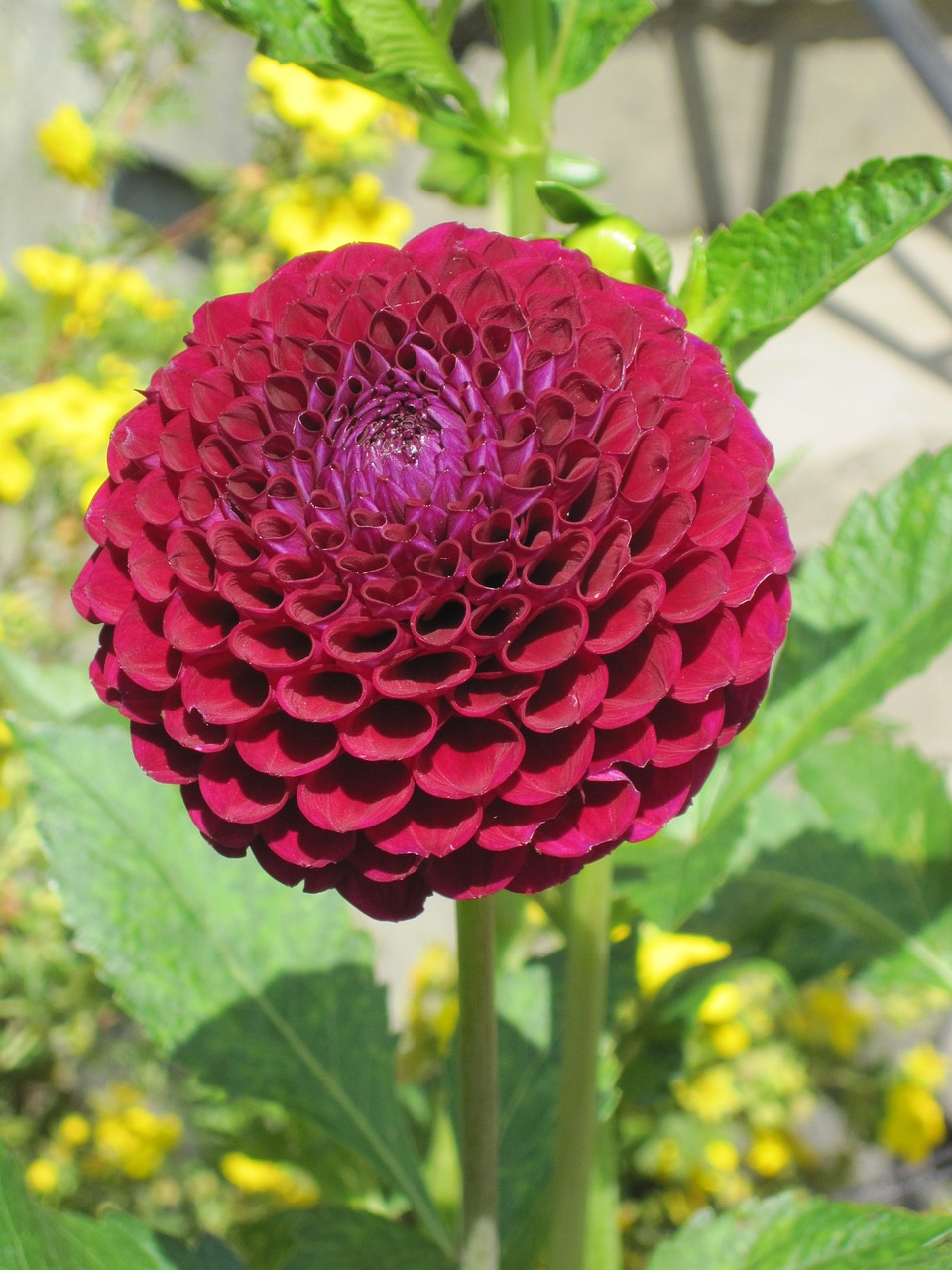 flower red garden free photo