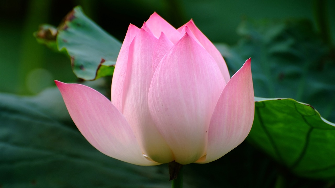 lotus flower pink free photo