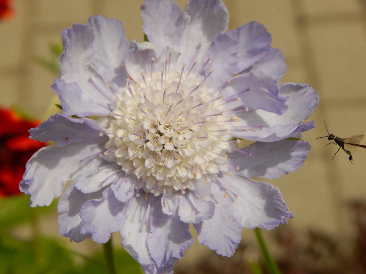 flower insect blossom free photo