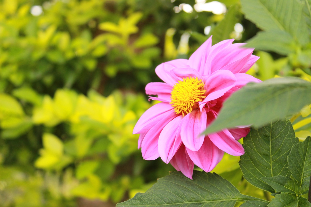 flower pink nature free photo