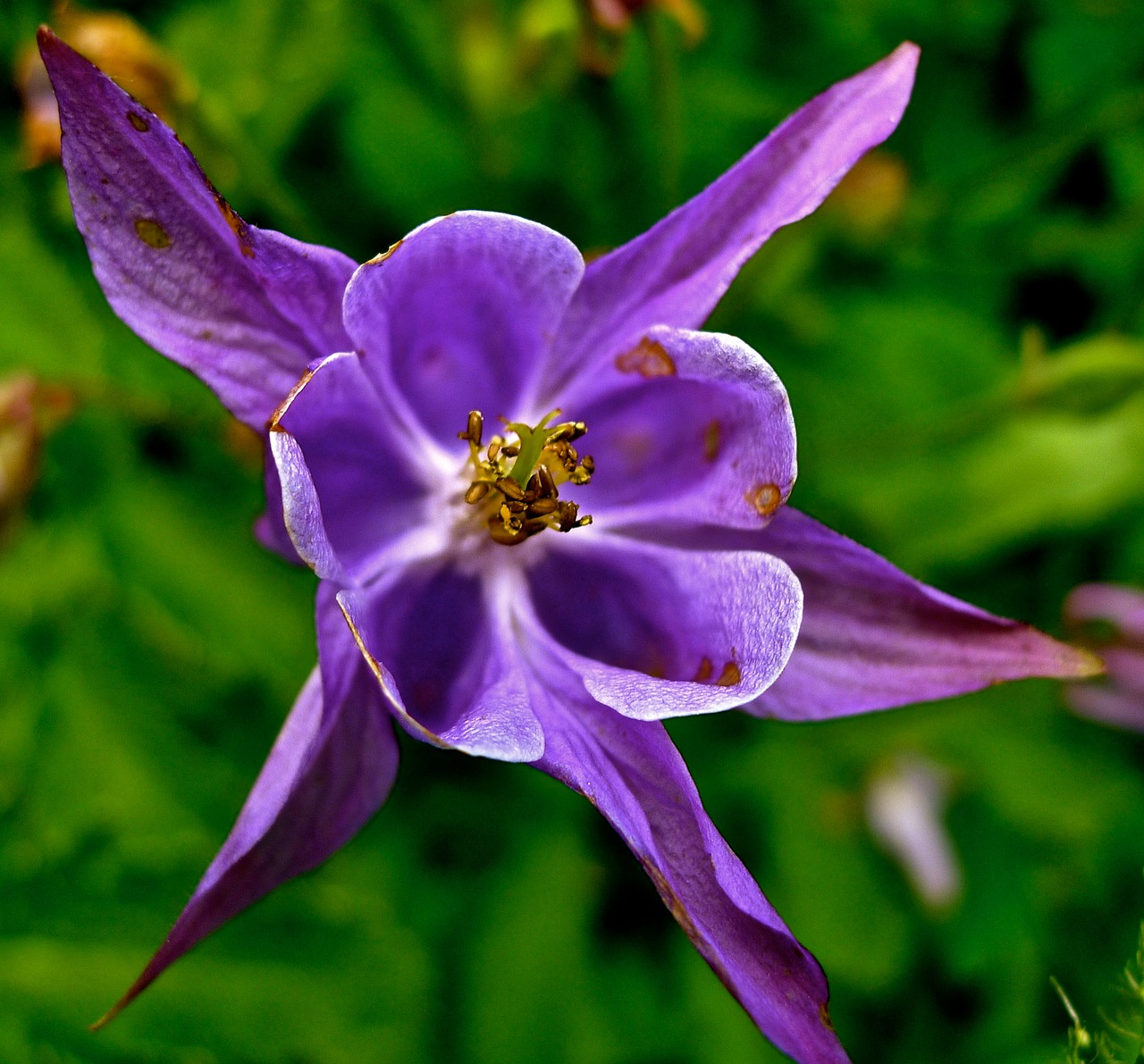 flower lilac blossom free photo