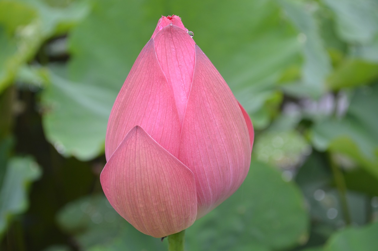 flower plant lotus free photo