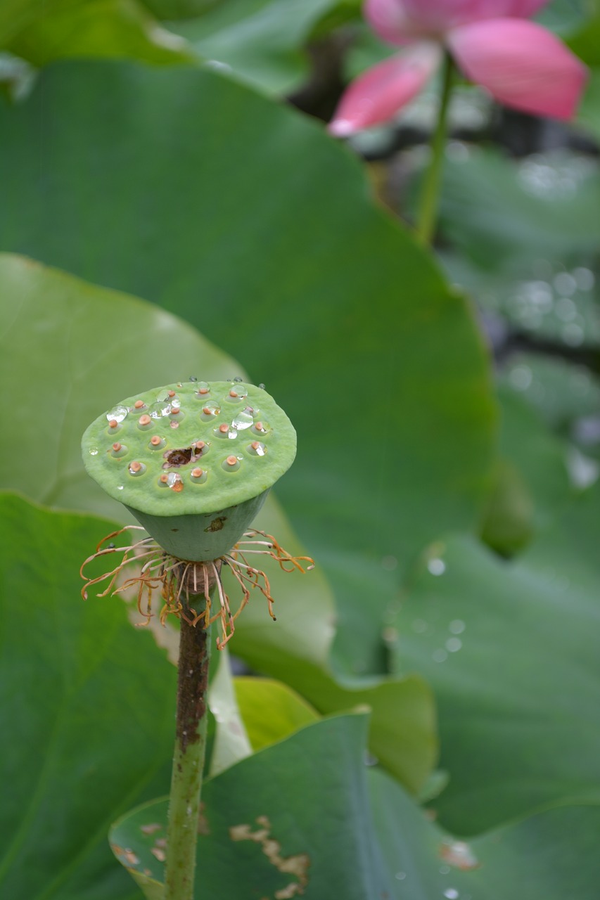 flower plant lotus free photo