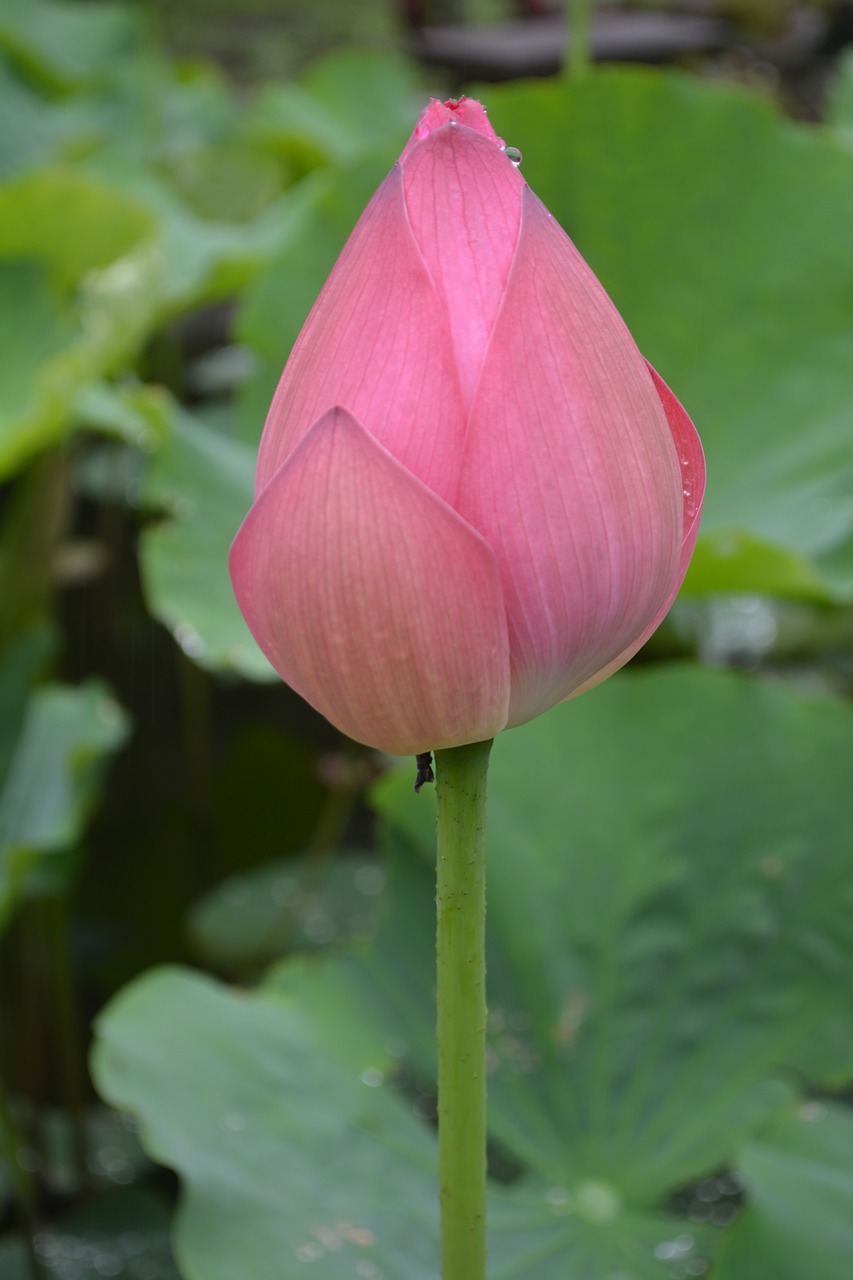 flower plant lotus free photo