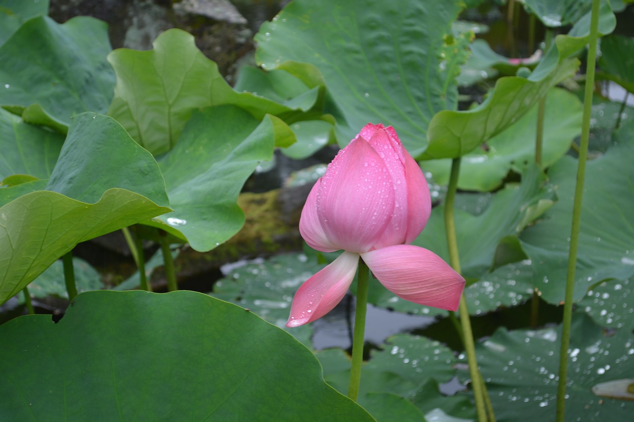 flower plant lotus free photo