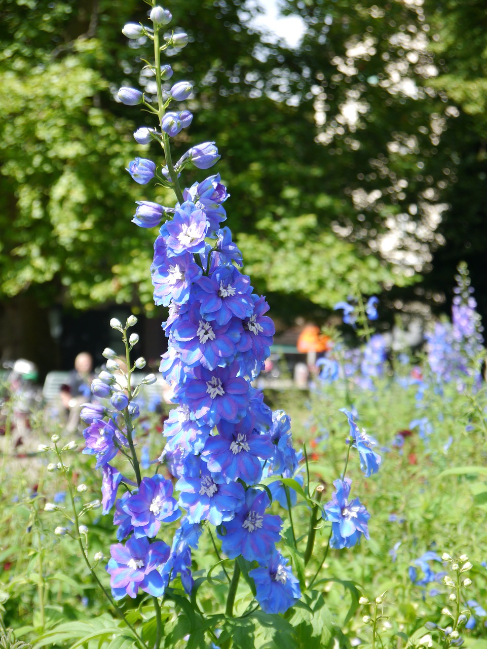 flower blue nature free photo