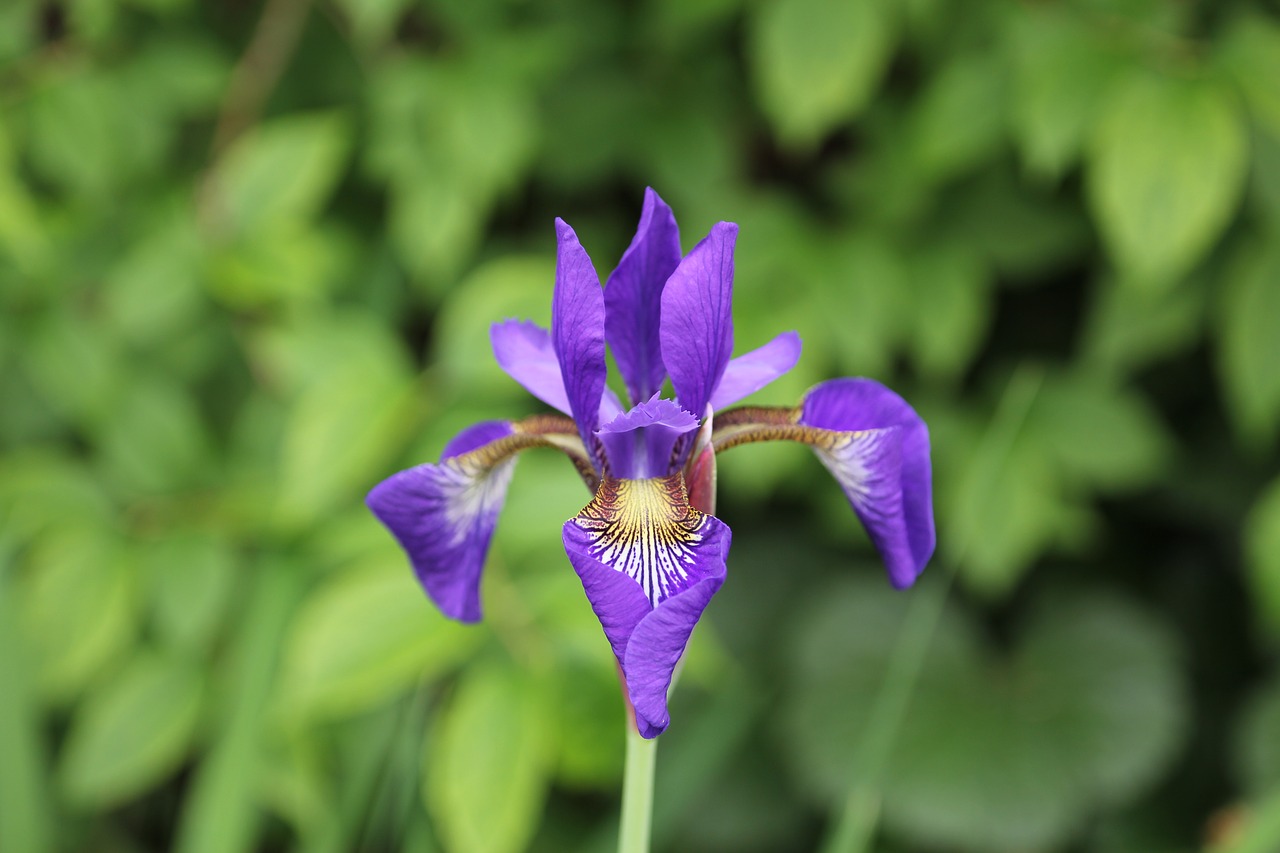 flower blossom bloom free photo