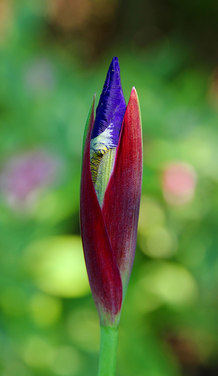 flower nature plant free photo