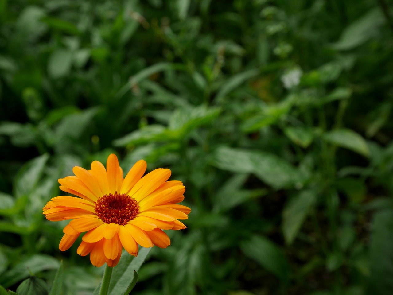 flower orange green free photo