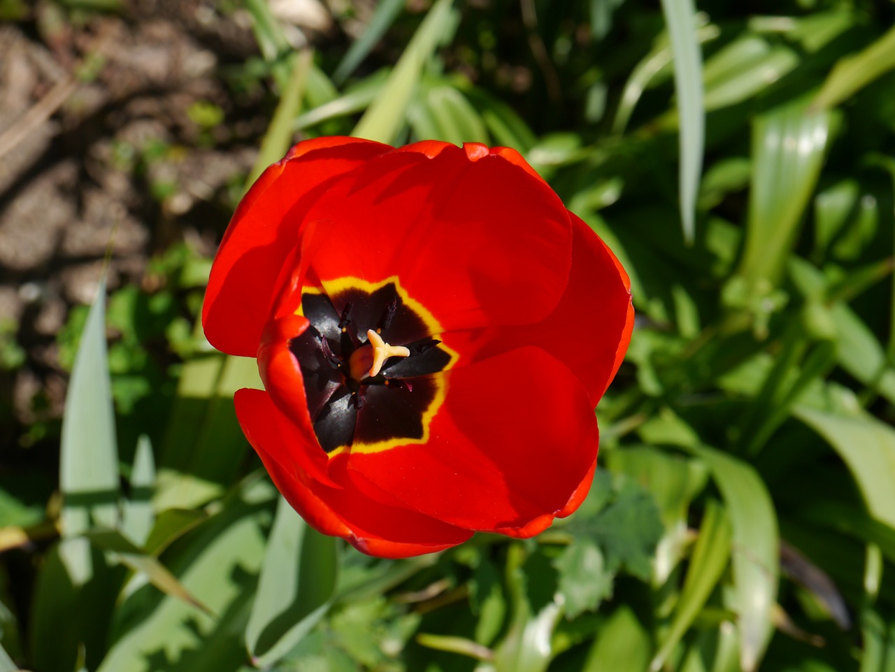 flower garden nature free photo