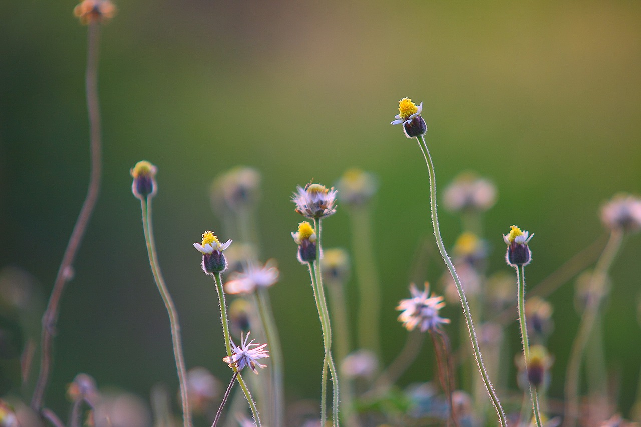 flower natural garden free photo