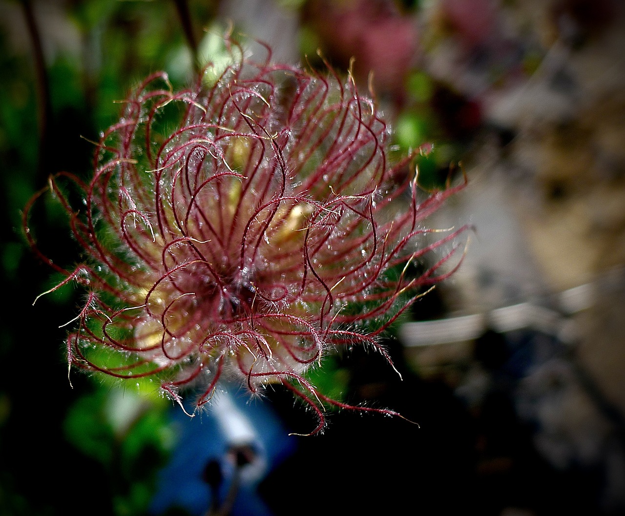 flower iceland icelandic free photo