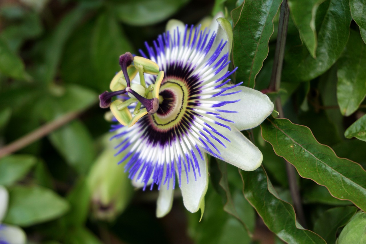 passionflower flower nature free photo