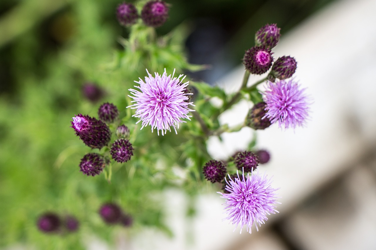 flower purple swamp free photo