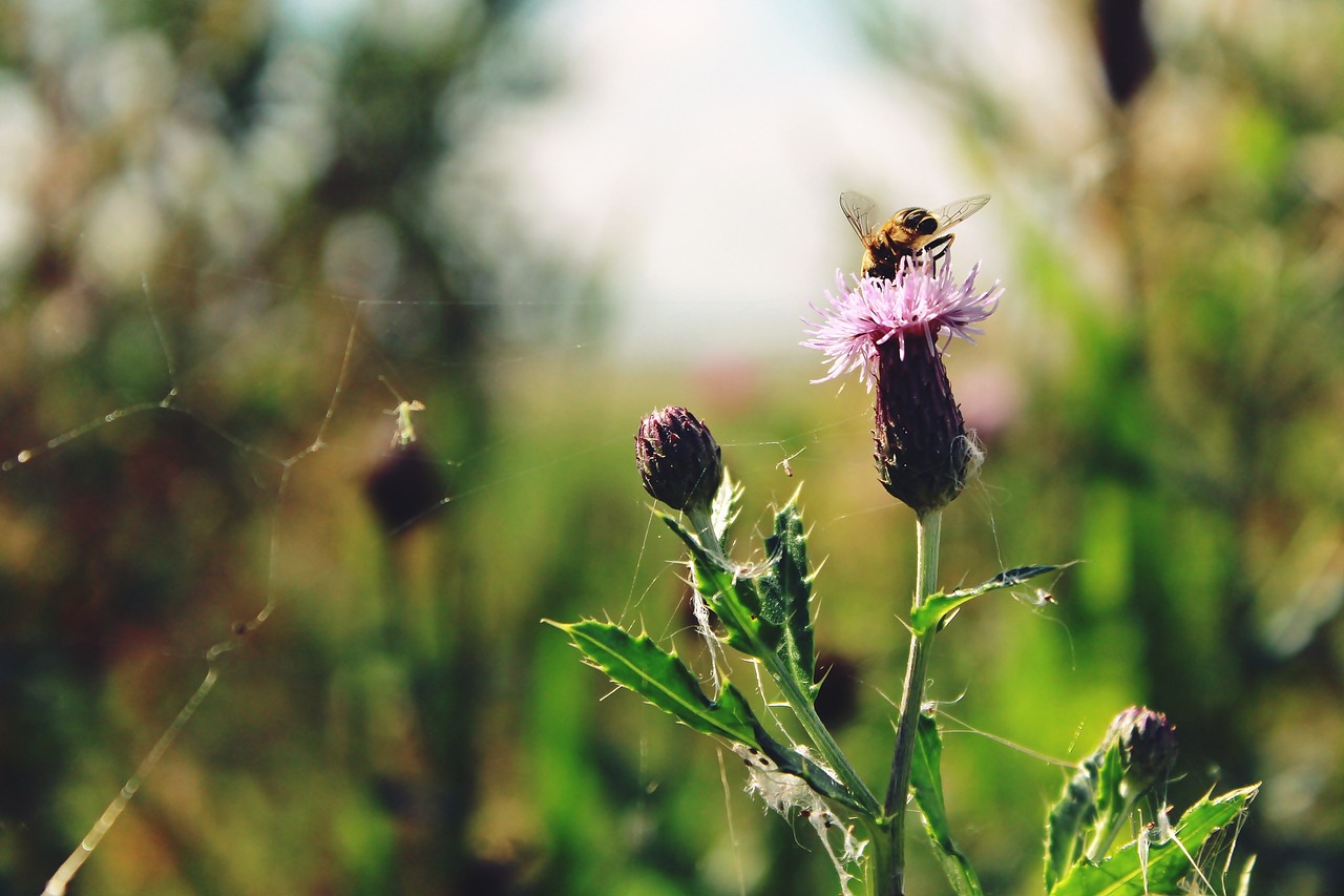 flower insect nature free photo