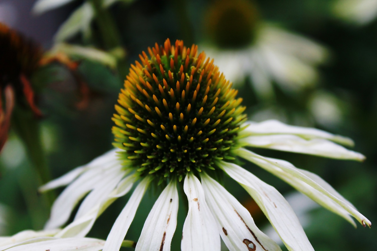 flower nature garden free photo