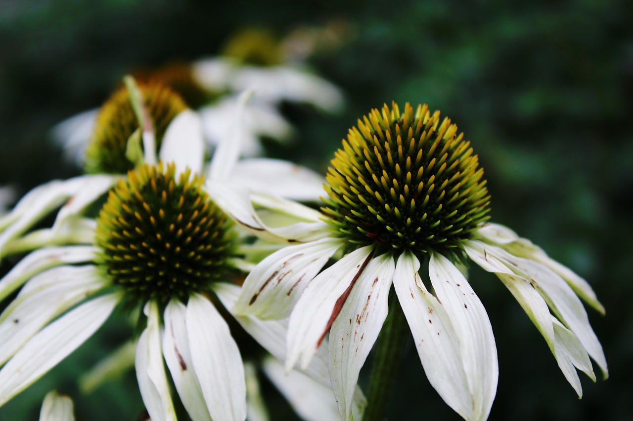 flower nature garden free photo