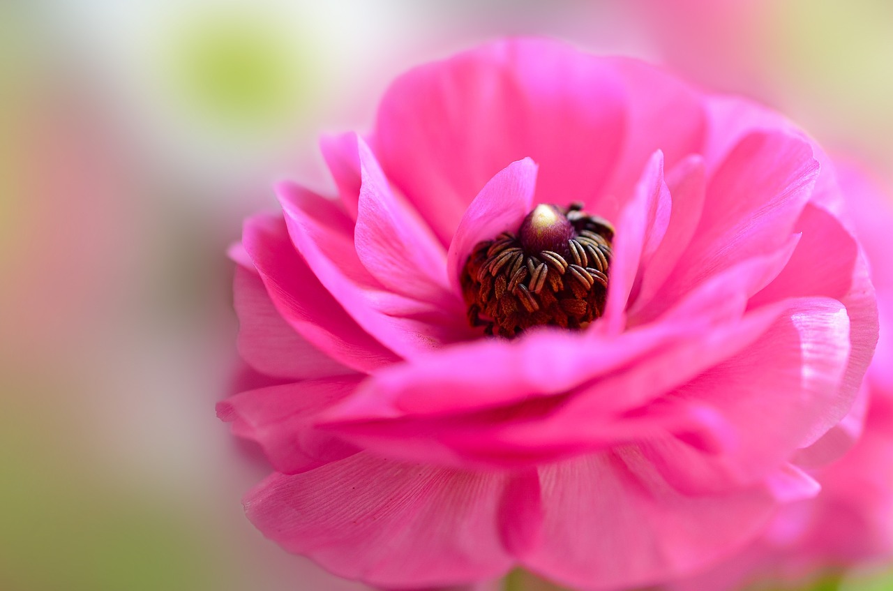 ranunculi flower pink free photo