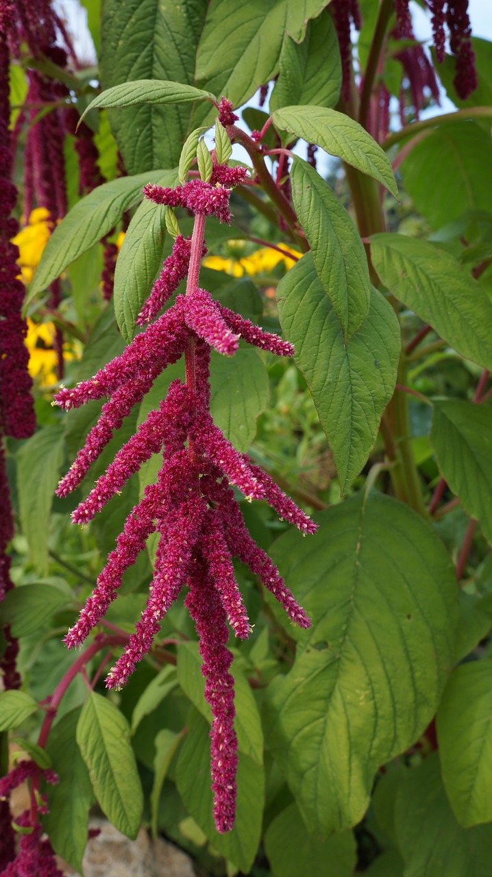 flower pink plant free photo