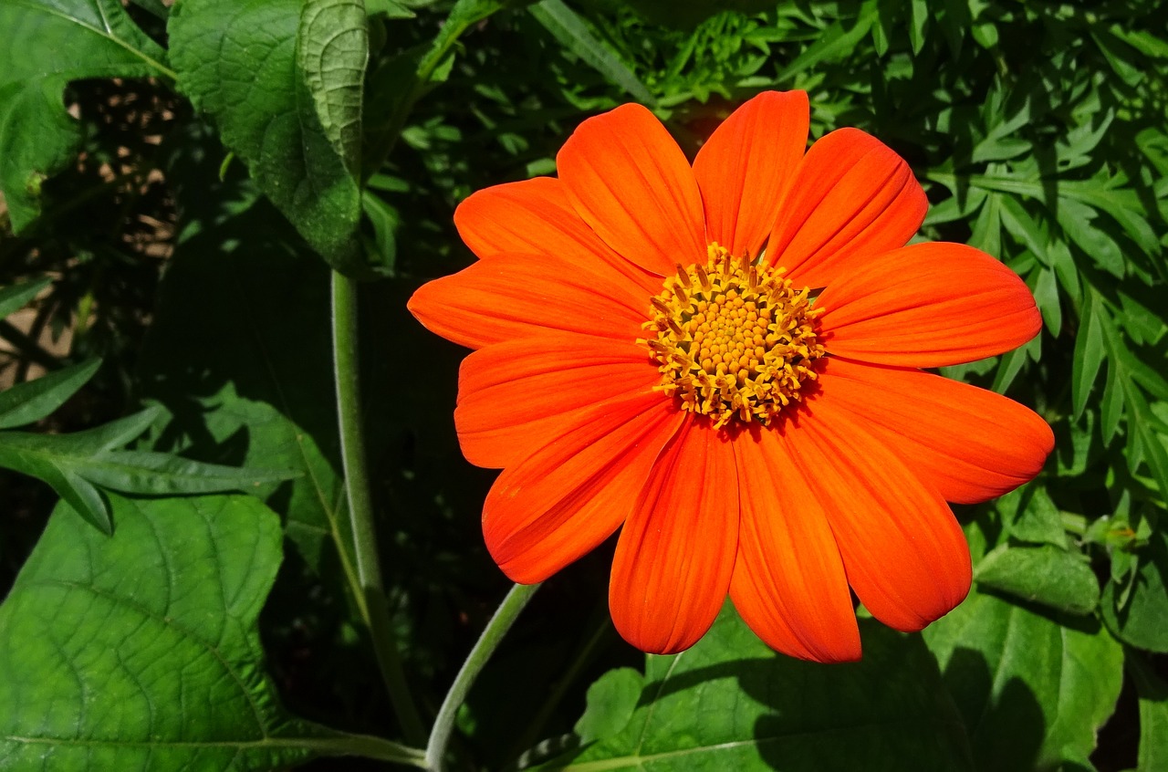 flower mexican sunflower tithonia free photo