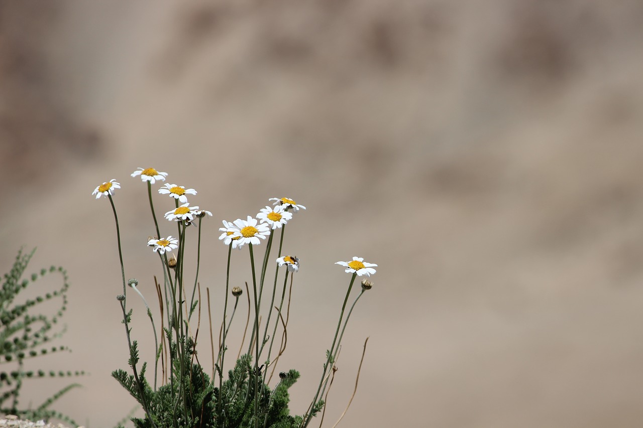 flower ladakh dessert free photo